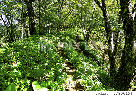道志山塊の鹿留山コース　鹿留山と子ノ神との分岐地点 97896153