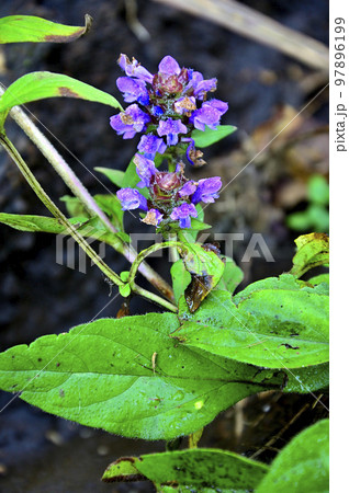 道志山塊の高座山 ウツボグサ 道志山塊の高座山 ウツボグサ 97896199