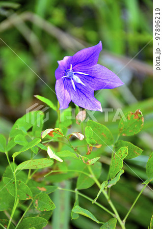 道志山塊の高座山 キキョウ 道志山塊の高座山 キキョウ 97896219