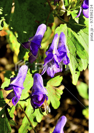 道志山塊の高座山　ヤマトリカブト 97896234