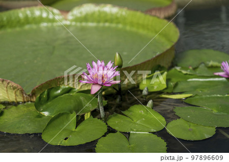 ピンクのスイレンとオオオニバス 97896609