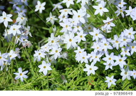 ハナニラの花 ハナニラの花 97896649