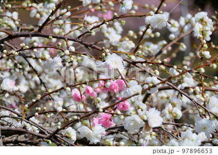 ハナモモの花 97896653