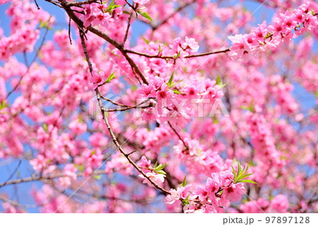 ヤエザクラの花 97897128