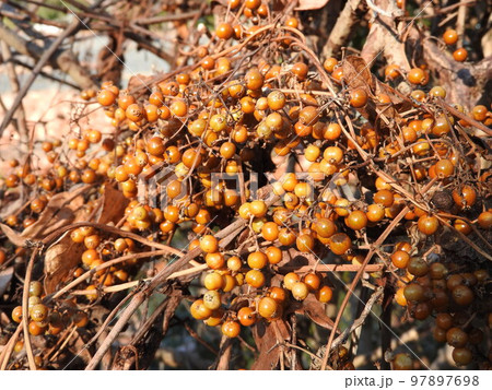 鈴生りに実ったヘクソカズラの実 97897698
