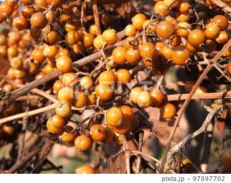 鈴生りに実ったヘクソカズラの実 97897702