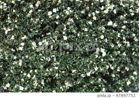 七条仏所跡の山茶花 97897752