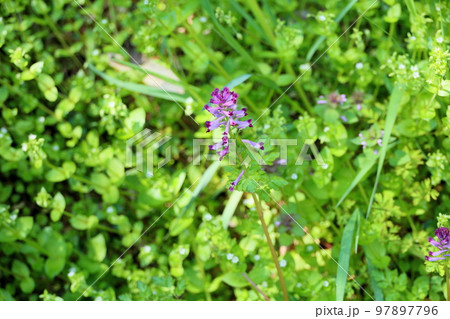 ムラサキケマンの花 ムラサキケマンの花 97897796