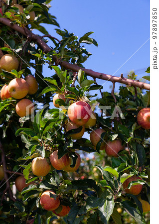 Farm harvest, ripe apples on branches Farm harvest, ripe apples on branches 97897850