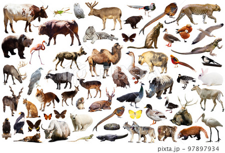 animal collection asia animal collection asia 97897934