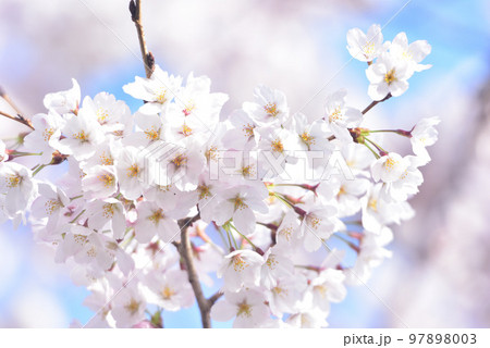 日本の春 満開の桜 日本の春 満開の桜 97898003
