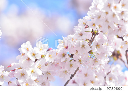 日本の春 満開の桜 日本の春 満開の桜 97898004