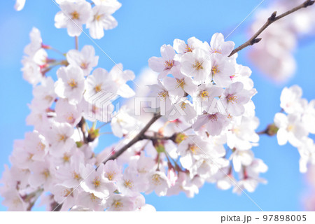 日本の春 満開の桜 97898005