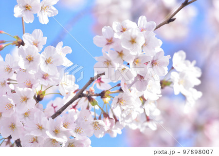 日本の春 満開の桜 97898007