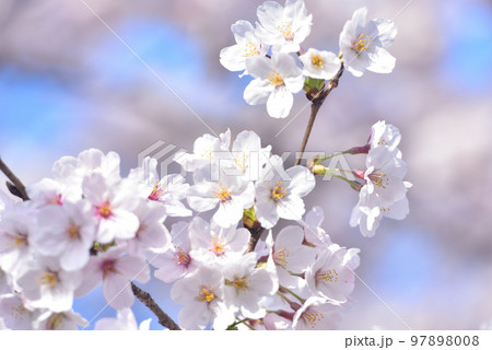 日本の春 満開の桜 97898008