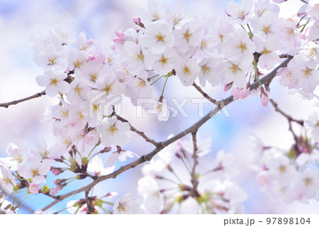 日本の春 満開の桜 97898104