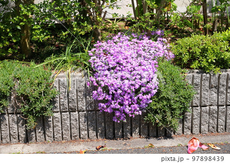 シバザクラの花 97898439
