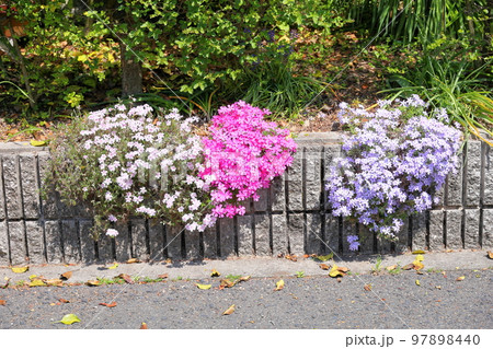 シバザクラの花 97898440