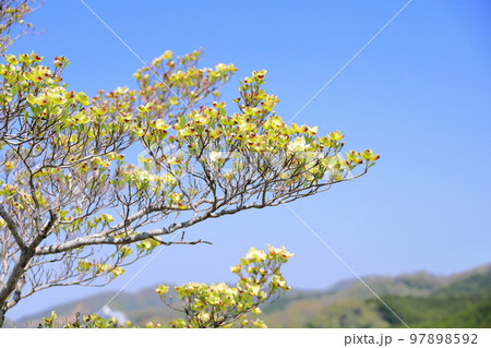 ハナミズキの花 ハナミズキの花 97898592