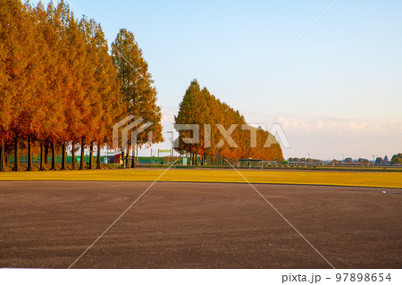夕陽に照らされるメタセコイア並木　晩秋　荒川河川敷　　 97898654