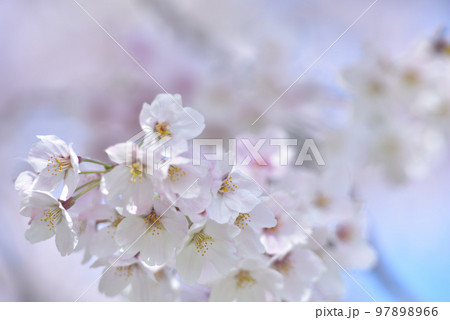 日本の春 満開の桜 97898966