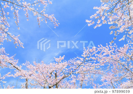 桜と青空のフレーム 97899039