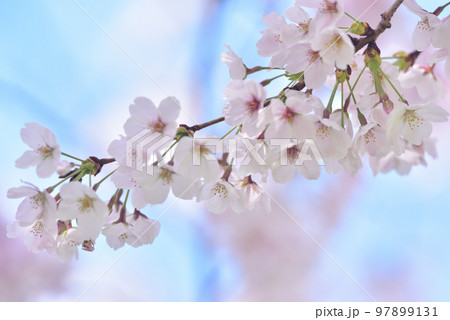 日本の春 満開の桜 97899131