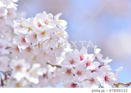 日本の春 満開の桜 97899132