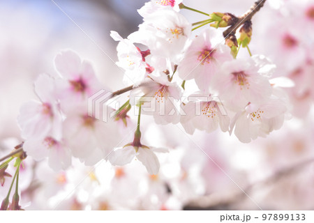 日本の春 満開の桜 97899133