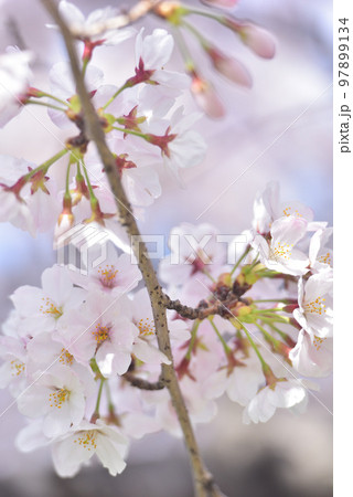 日本の春 満開の桜 97899134