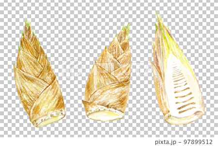 竹筍背景透明PNG水彩插圖 竹筍背景透明PNG水彩插圖 97899512