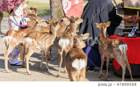 せんべいが欲しい奈良公園の鹿【日本:奈良】 せんべいが欲しい奈良公園の鹿【日本:奈良】 97899568