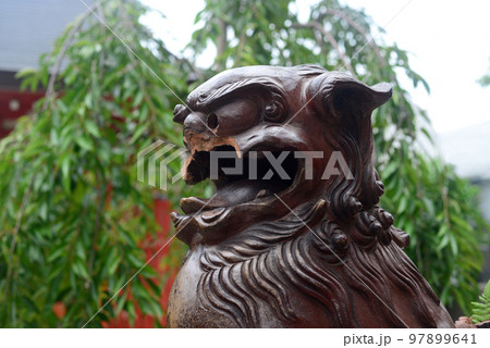 尼崎貴布禰神社境内社白波稲荷神社の狛犬-2 尼崎貴布禰神社境内社白波稲荷神社の狛犬-2 97899641