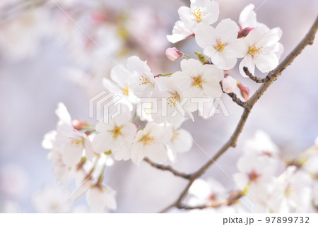 日本の春 満開の桜 97899732