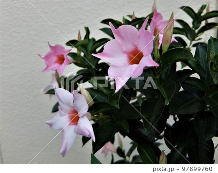 赤・白・ピンク花色が華やかな、つる性の熱帯植物です 赤・白・ピンク花色が華やかな、つる性の熱帯植物です 97899760