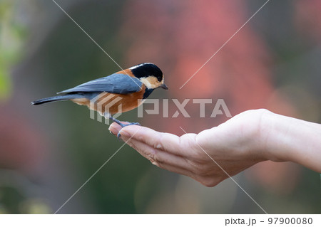 手に乗るヤマガラ 97900080