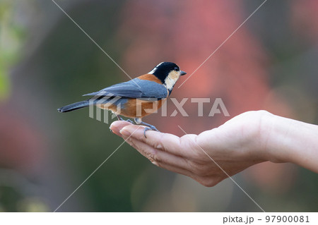 手に乗るヤマガラ 97900081