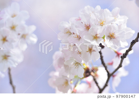 日本の春 満開の桜 97900147