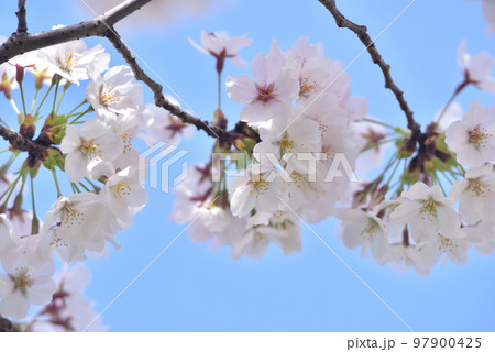 日本の春 満開の桜 97900425