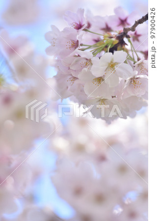 日本の春 満開の桜 日本の春 満開の桜 97900426