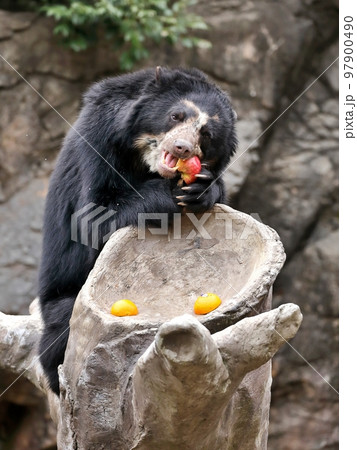 美味しそうに果物を食べるメガネグマ 美味しそうに果物を食べるメガネグマ 97900490
