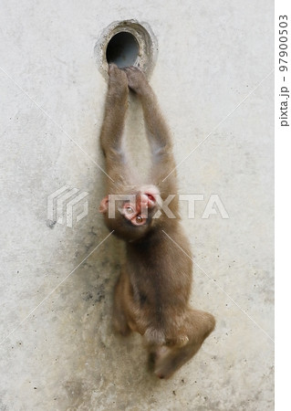 笑顔でぶら下がるニホンザル 97900503