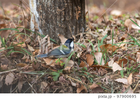 地面を歩くシジュウカラ 地面を歩くシジュウカラ 97900695