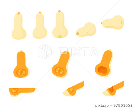 野菜イラスト　バラエティセット　バターナッツかぼちゃ 97901653