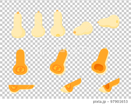 野菜イラスト　バラエティセット　バターナッツかぼちゃ 97901653