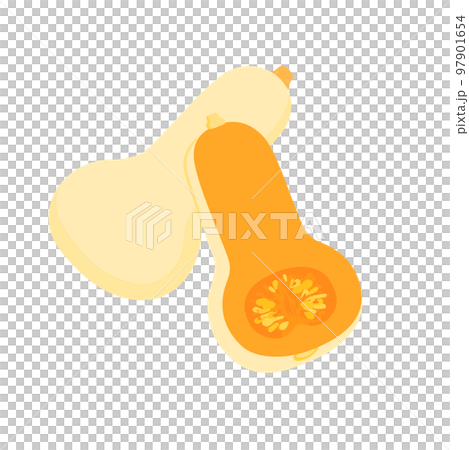 蔬菜插圖胡桃南瓜及其橫截面 97901654
