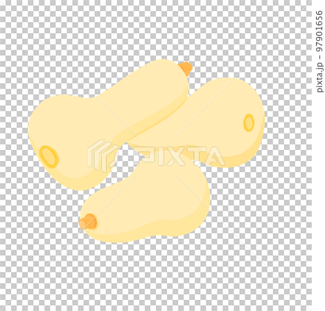 蔬菜插圖多個胡桃南瓜 97901656