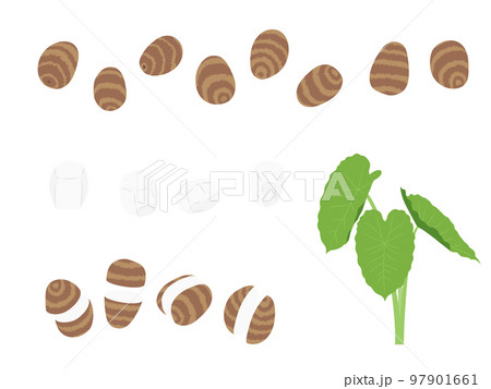 野菜イラスト バラエティセット 里芋 野菜イラスト バラエティセット 里芋 97901661