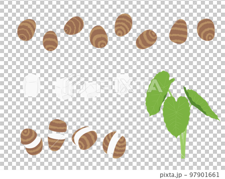 野菜イラスト バラエティセット 里芋 野菜イラスト バラエティセット 里芋 97901661