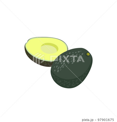 野菜イラスト　カットしたアボカド 97901675